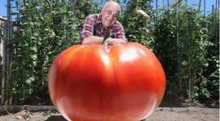 <b><font color='#FF0000'>世界上最大的番茄，重达8斤成为新的记录</font></b>